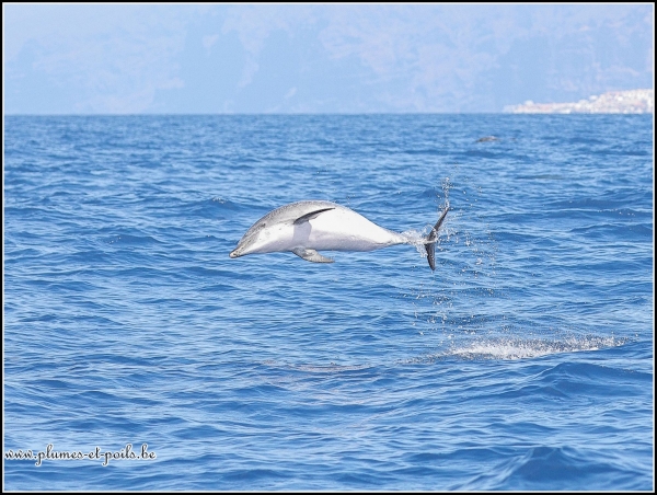 Dauphin tacheté de l'Atlantique